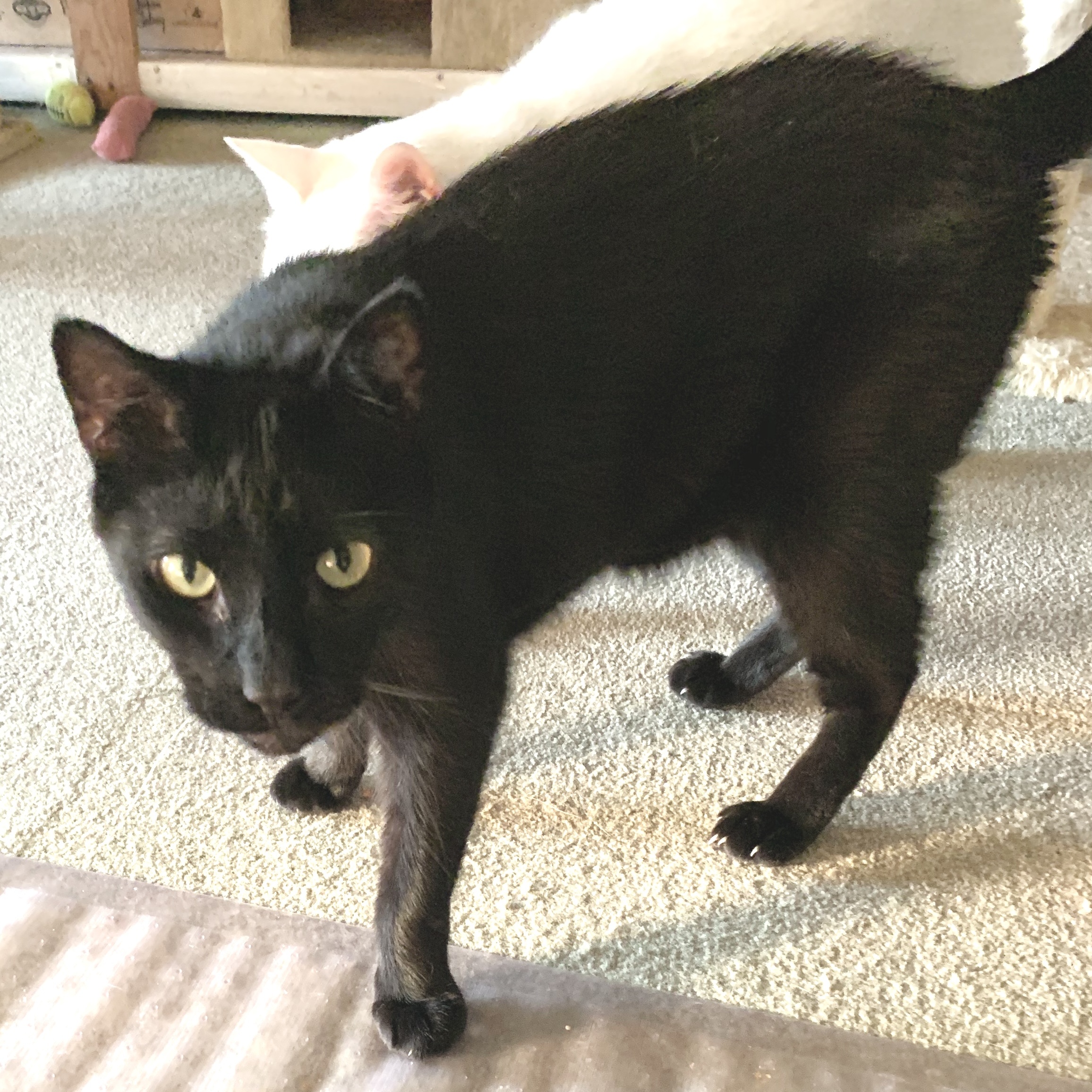 Enlarge Howie, a Adoptable Domestic Short Hair in North Tonawanda, NY image 1/12