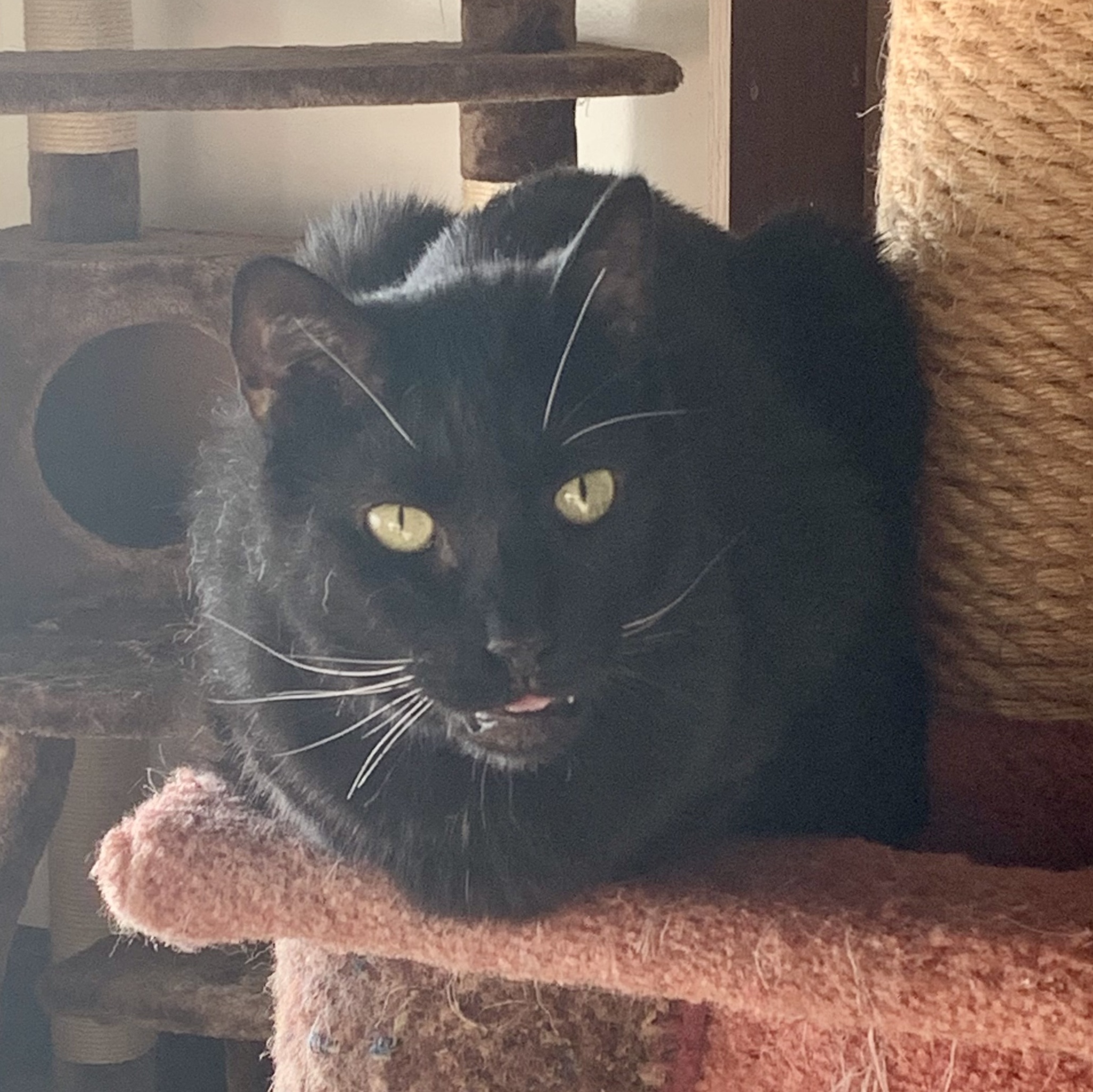 Enlarge Howie, a Adoptable Domestic Short Hair in North Tonawanda, NY image 10/12