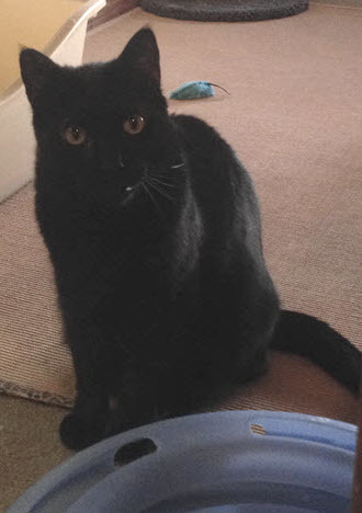 Enlarge Howie, a Adoptable Domestic Short Hair in North Tonawanda, NY image 12/12