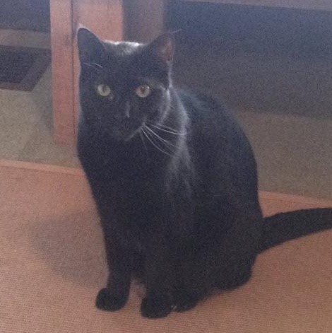 Enlarge Howie, a Adoptable Domestic Short Hair in North Tonawanda, NY image 9/12