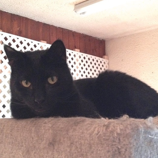 Enlarge Howie, a Adoptable Domestic Short Hair in North Tonawanda, NY image 11/12