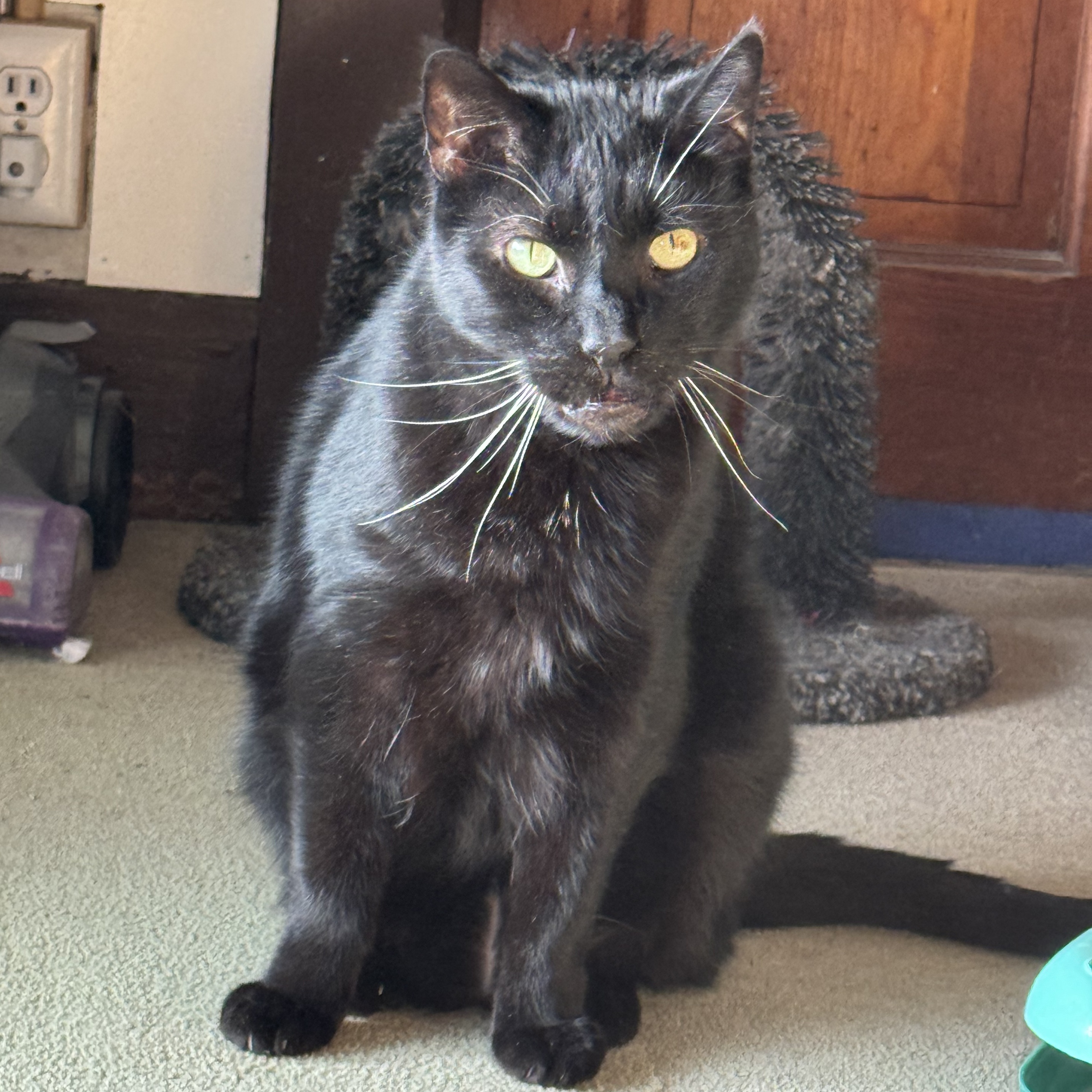 Enlarge Howie, a Adoptable Domestic Short Hair in North Tonawanda, NY image 8/12