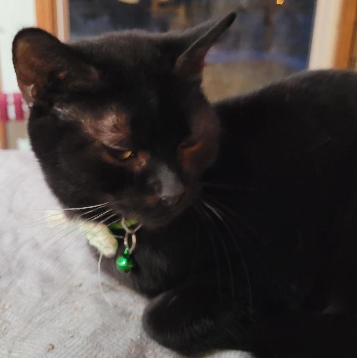 Meet Marnie: A Gentle, Playful Beauty Looking for Her Perfect Match, ADOPTABLE, Adult Female Domestic Short Hair & Bombay.