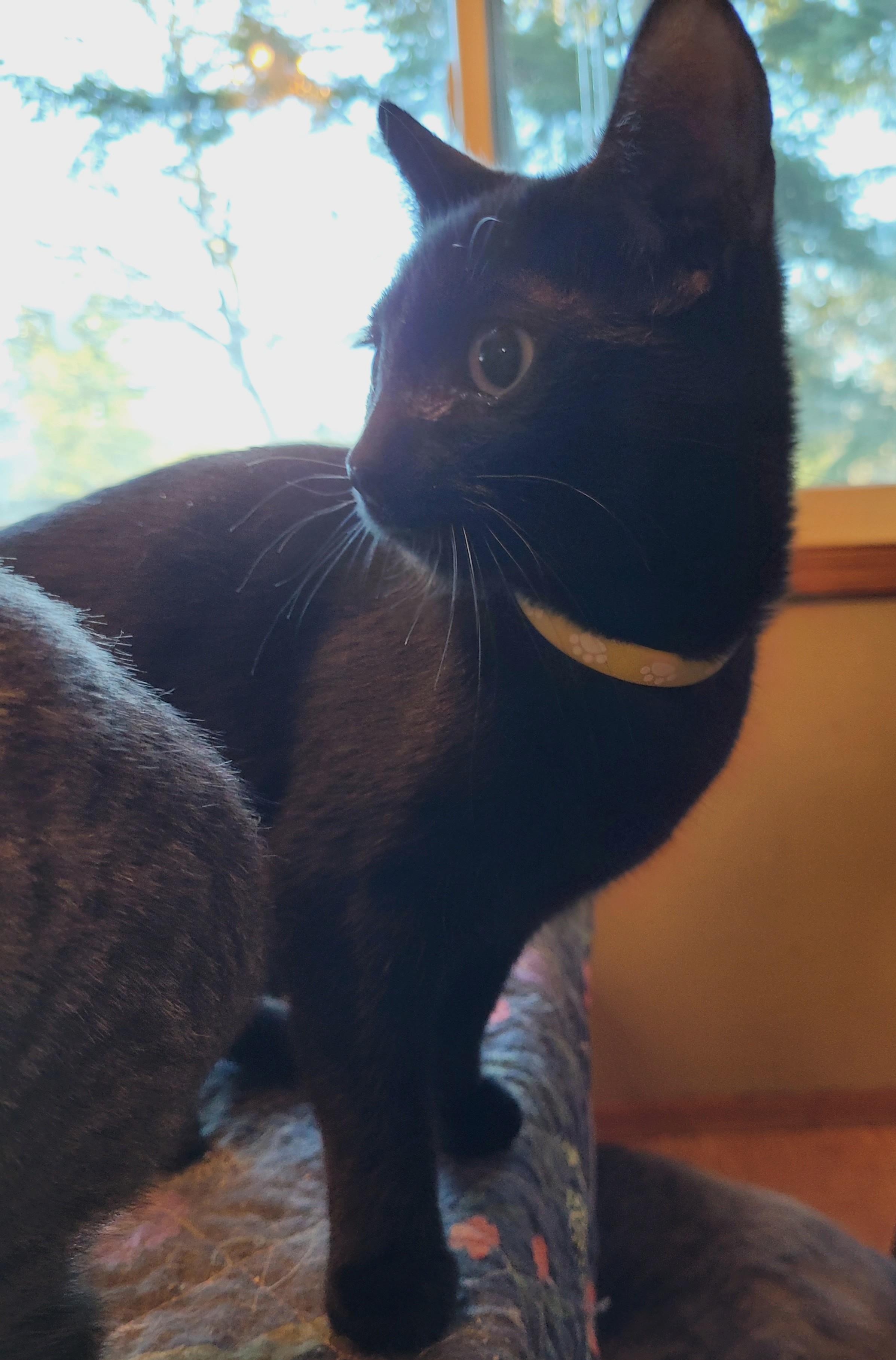 Enlarge Meet Marnie: A Gentle, Playful Beauty Looking for Her Perfect Match, a ADOPTABLE mixed breed in Toledo, OR image 3/4