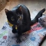 Enlarge Meet Marnie: A Gentle, Playful Beauty Looking for Her Perfect Match, a ADOPTABLE mixed breed in Toledo, OR image 2/4