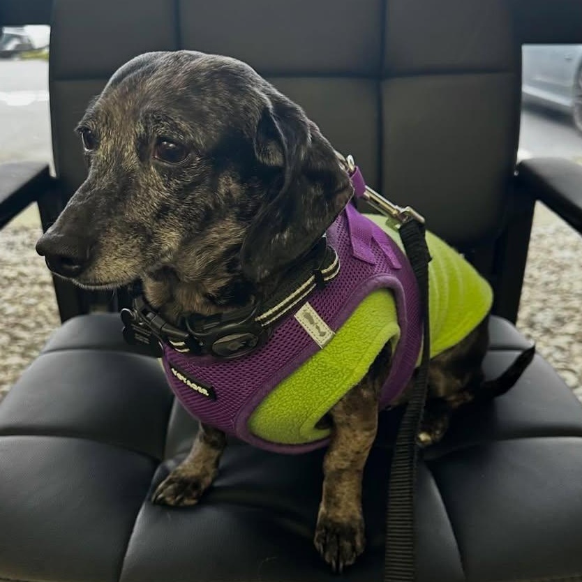 Enlarge Lucy, an adopted Dachshund in Portland, OR image 2/2