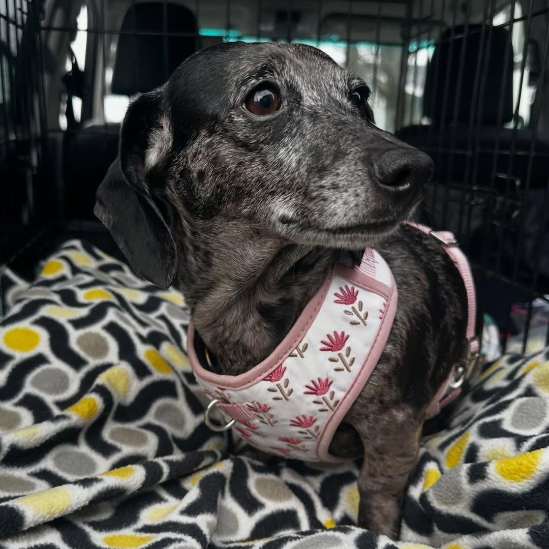 Enlarge Lucy, an adopted Dachshund in Portland, OR image 1/2