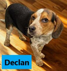 Enlarge Declan, a ADOPTABLE Beagle in Lockport, NY image 1/1