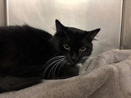 Kitty Purry, Adoptable, Young Female Domestic Short Hair & Domestic Short Hair.