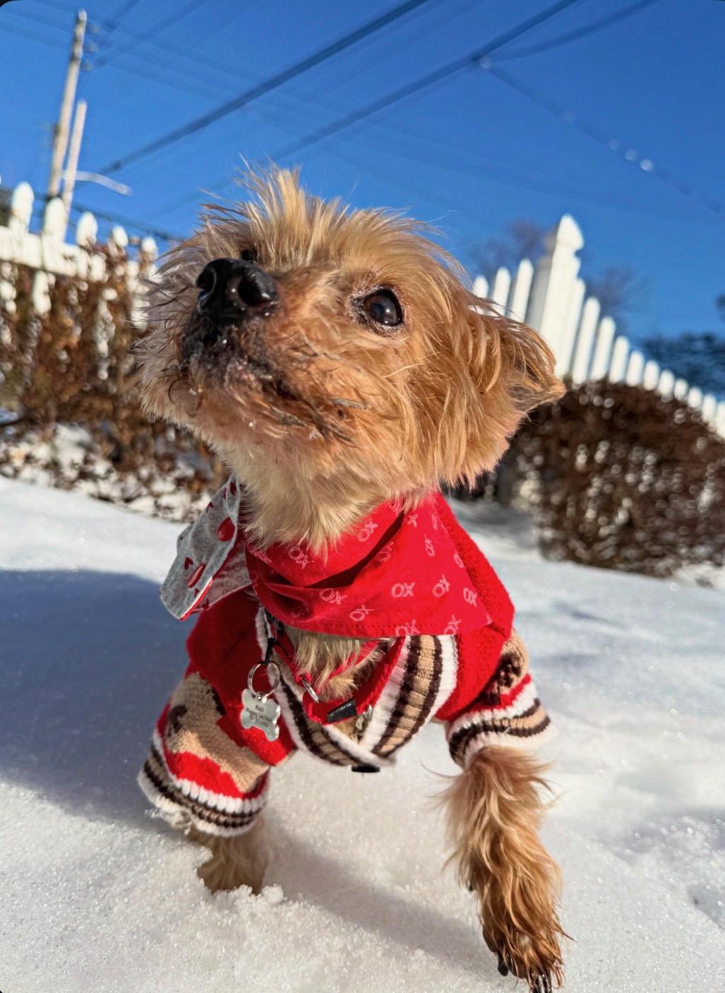 Enlarge Bobinsky, an adopted Yorkshire Terrier in Thornwood, NY image 5/6
