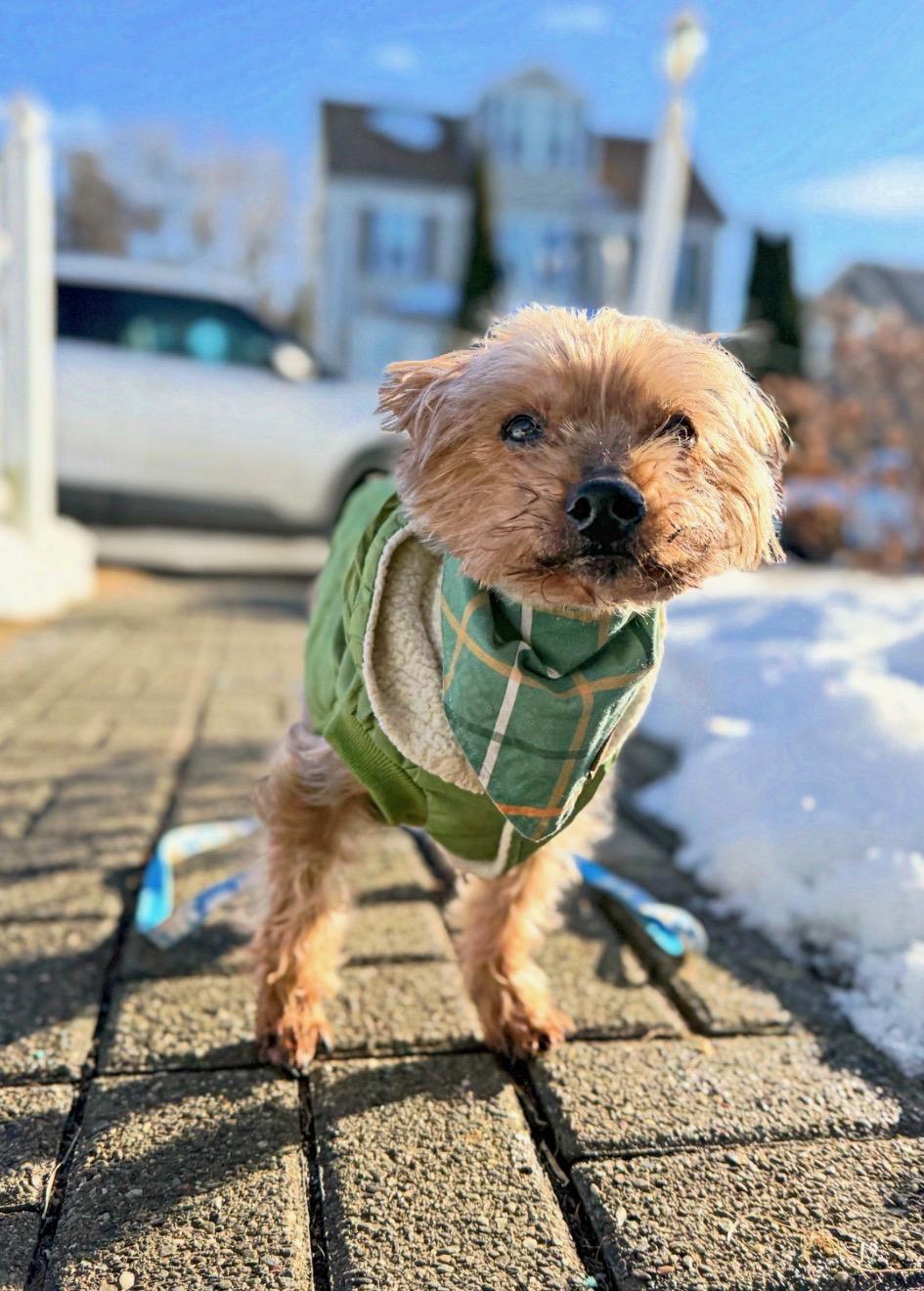 Enlarge Bobinsky, an adopted Yorkshire Terrier in Thornwood, NY image 1/6
