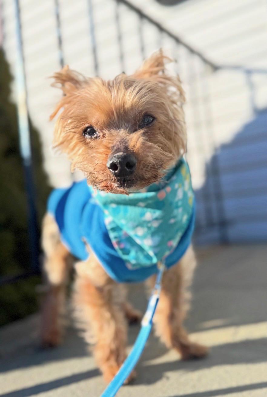 Enlarge Bobinsky, an adopted Yorkshire Terrier in Thornwood, NY image 3/6