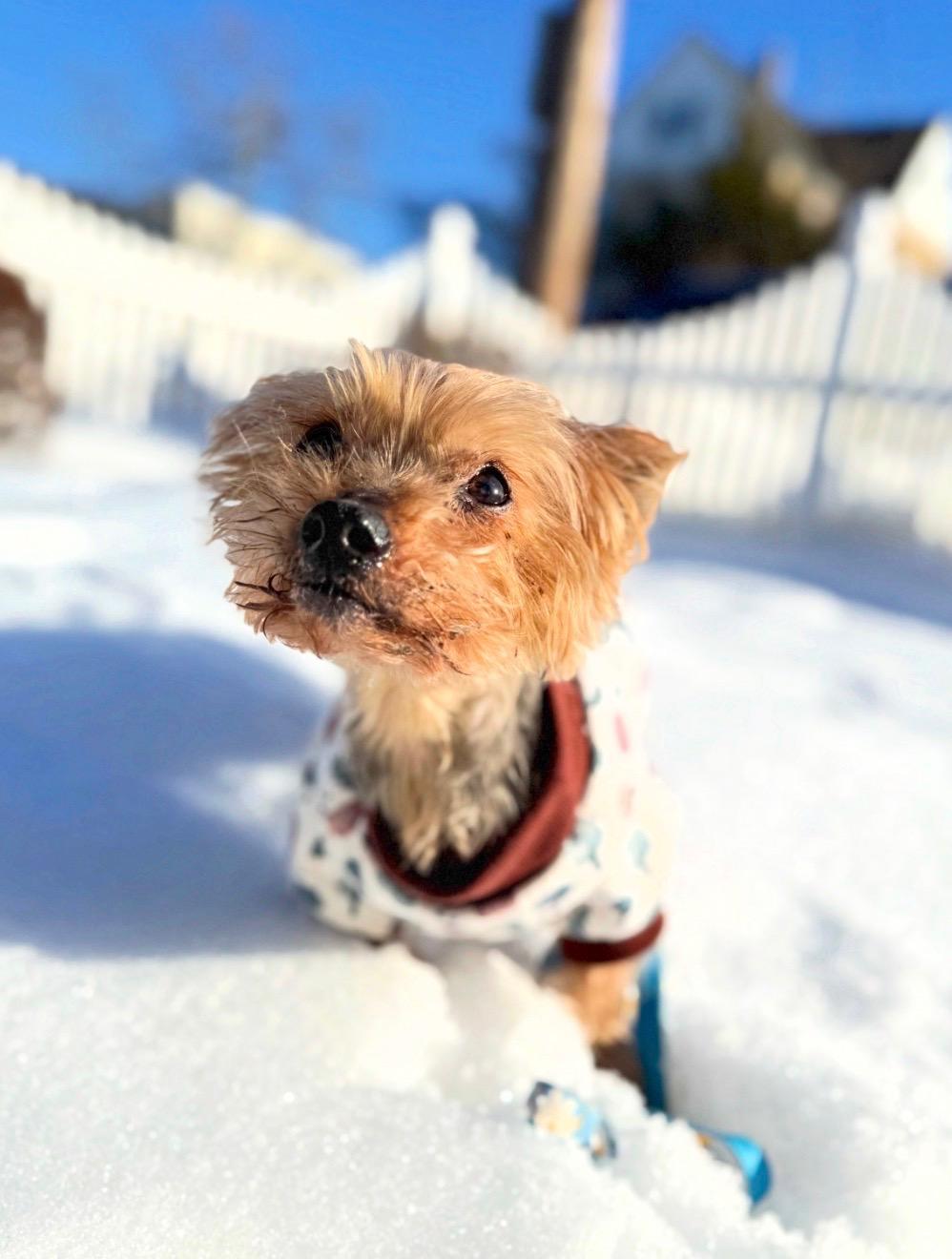 Enlarge Bobinsky, an adopted Yorkshire Terrier in Thornwood, NY image 4/6