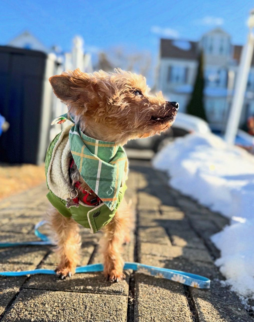 Enlarge Bobinsky, an adopted Yorkshire Terrier in Thornwood, NY image 2/6