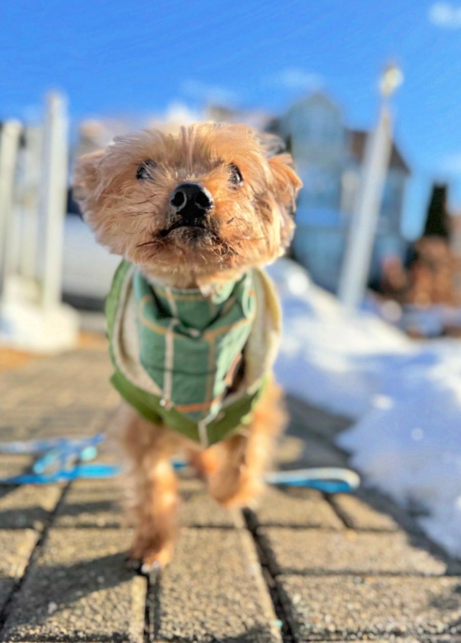 Enlarge Bobinsky, an adopted Yorkshire Terrier in Thornwood, NY image 6/6