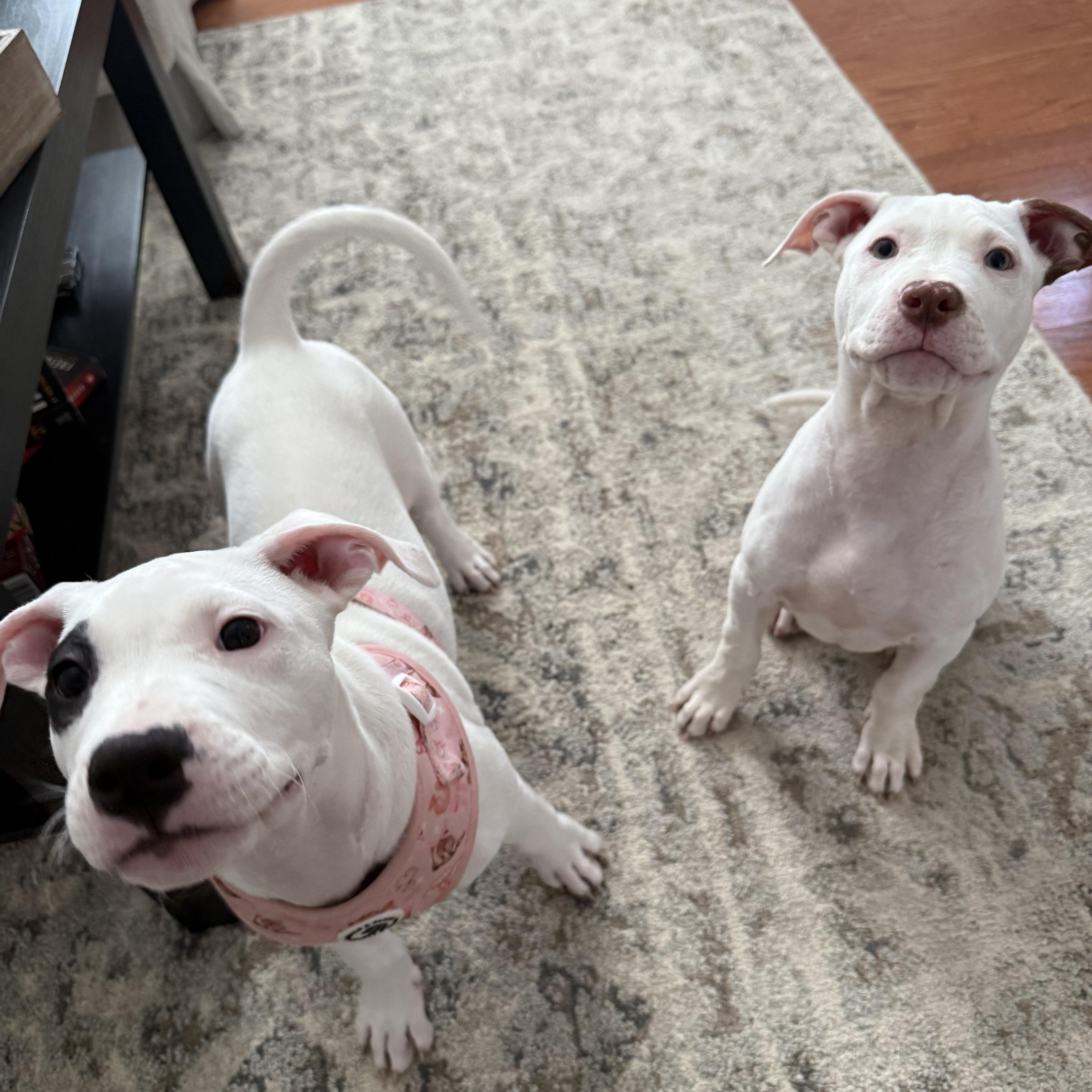 Dottie, an adopted American Staffordshire Terrier in MOORESVILLE, NC image 4/4