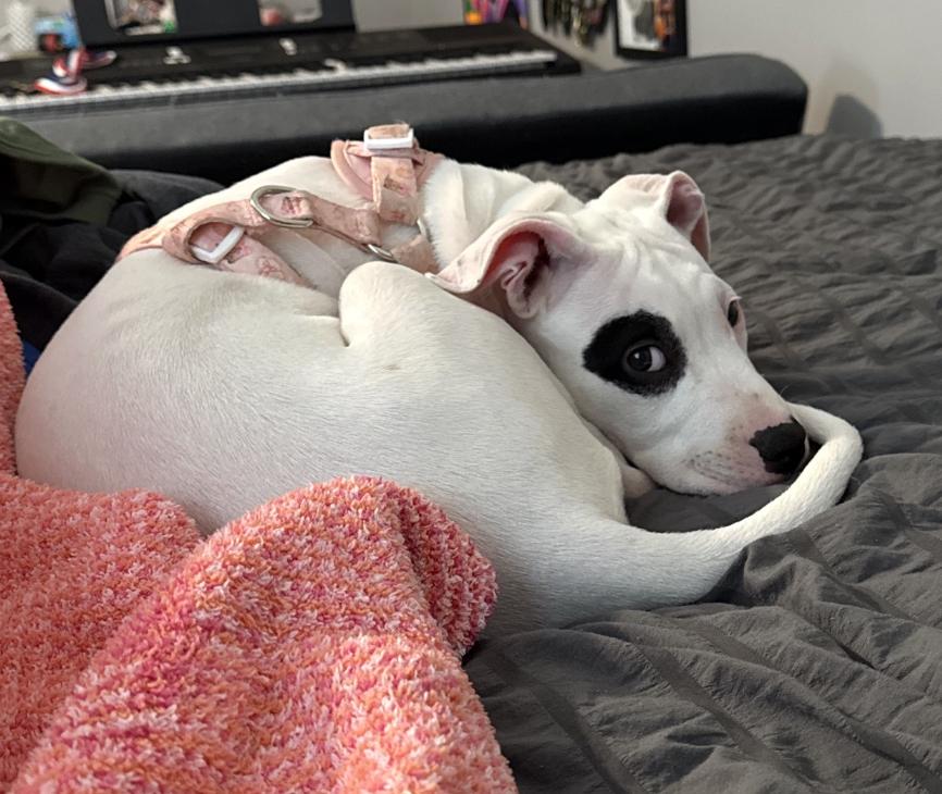 Dottie, an adopted American Staffordshire Terrier in MOORESVILLE, NC image 2/4