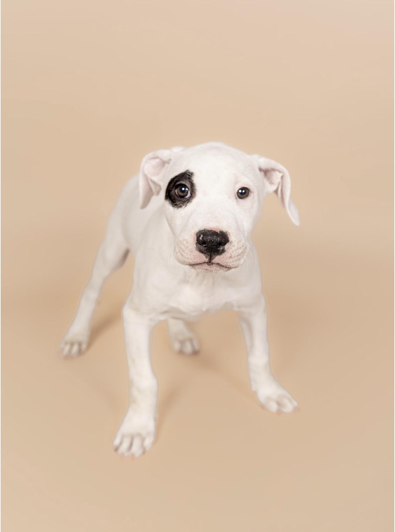 Dottie, an adopted American Staffordshire Terrier in MOORESVILLE, NC image 1/4