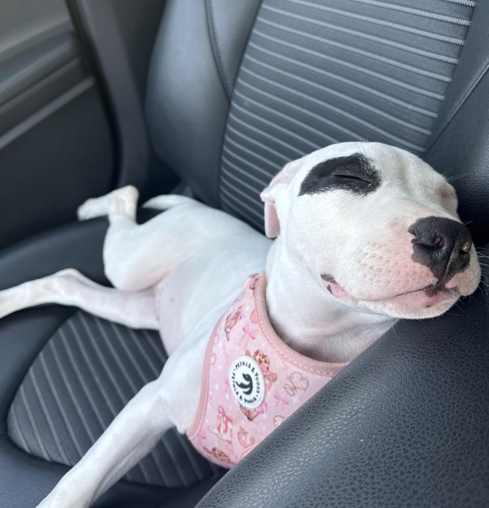 Dottie, an adopted American Staffordshire Terrier in MOORESVILLE, NC image 3/4