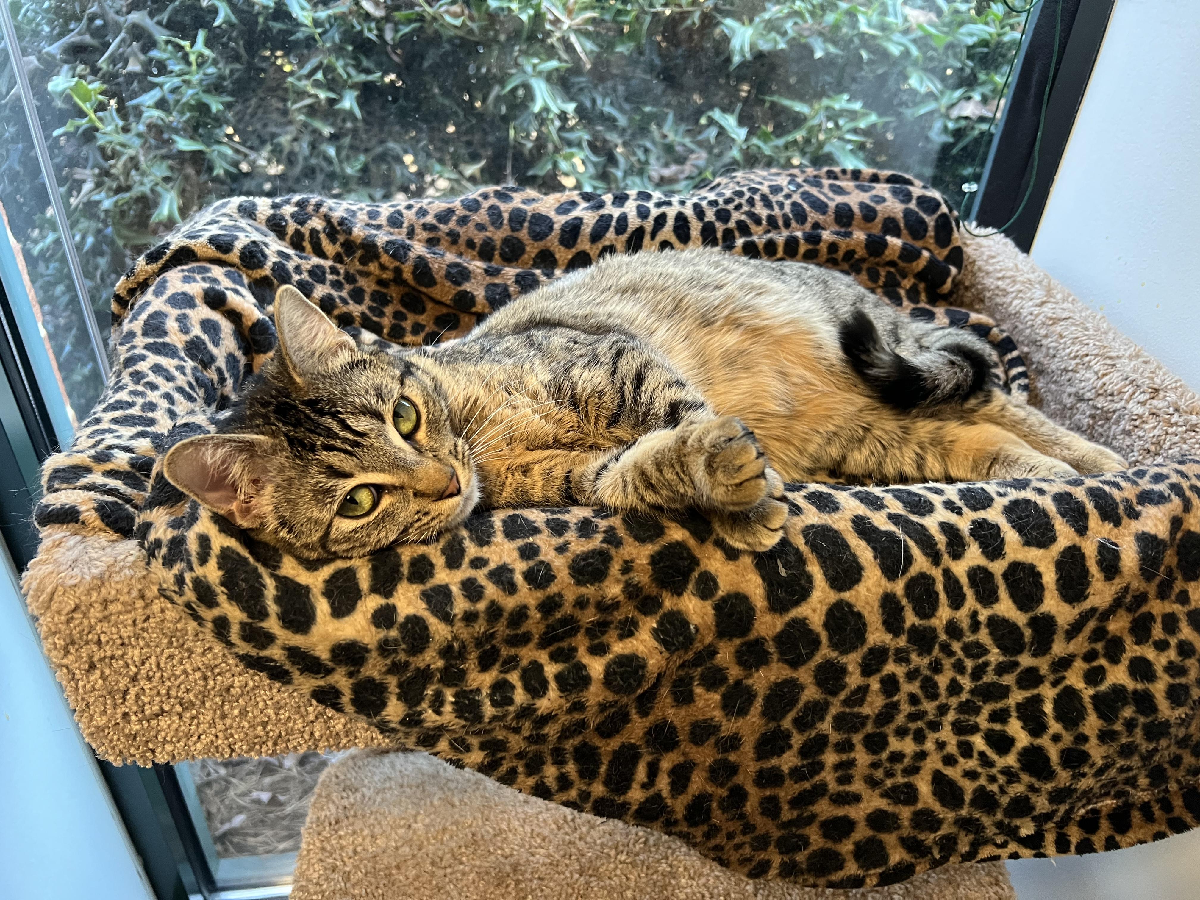 Bebe 2
