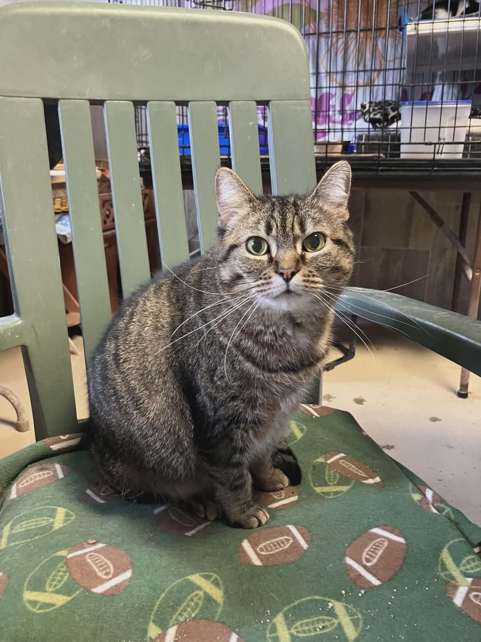 Enlarge Luna, a ADOPTABLE Domestic Short Hair in Midland, MI image 1/2