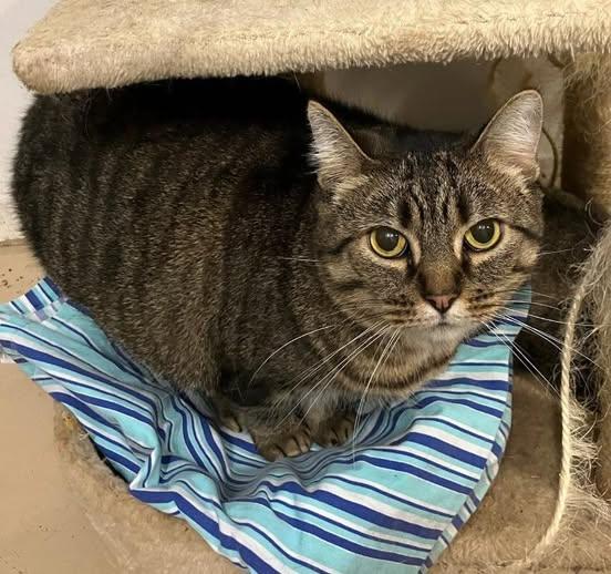 Luna, ADOPTABLE, Adult Female Domestic Short Hair.