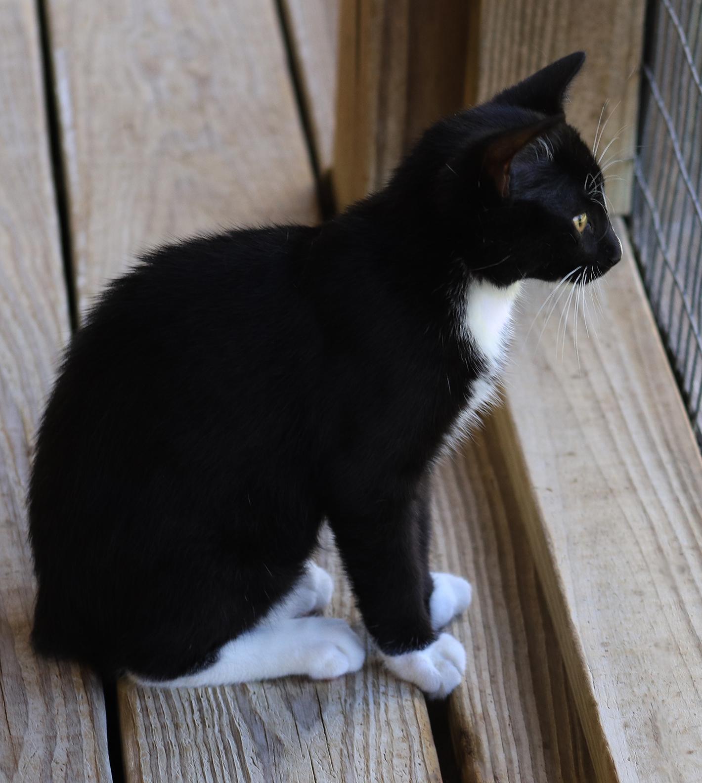 Ranger, an adopted Domestic Short Hair in North Fort Myers, FL image 2/2