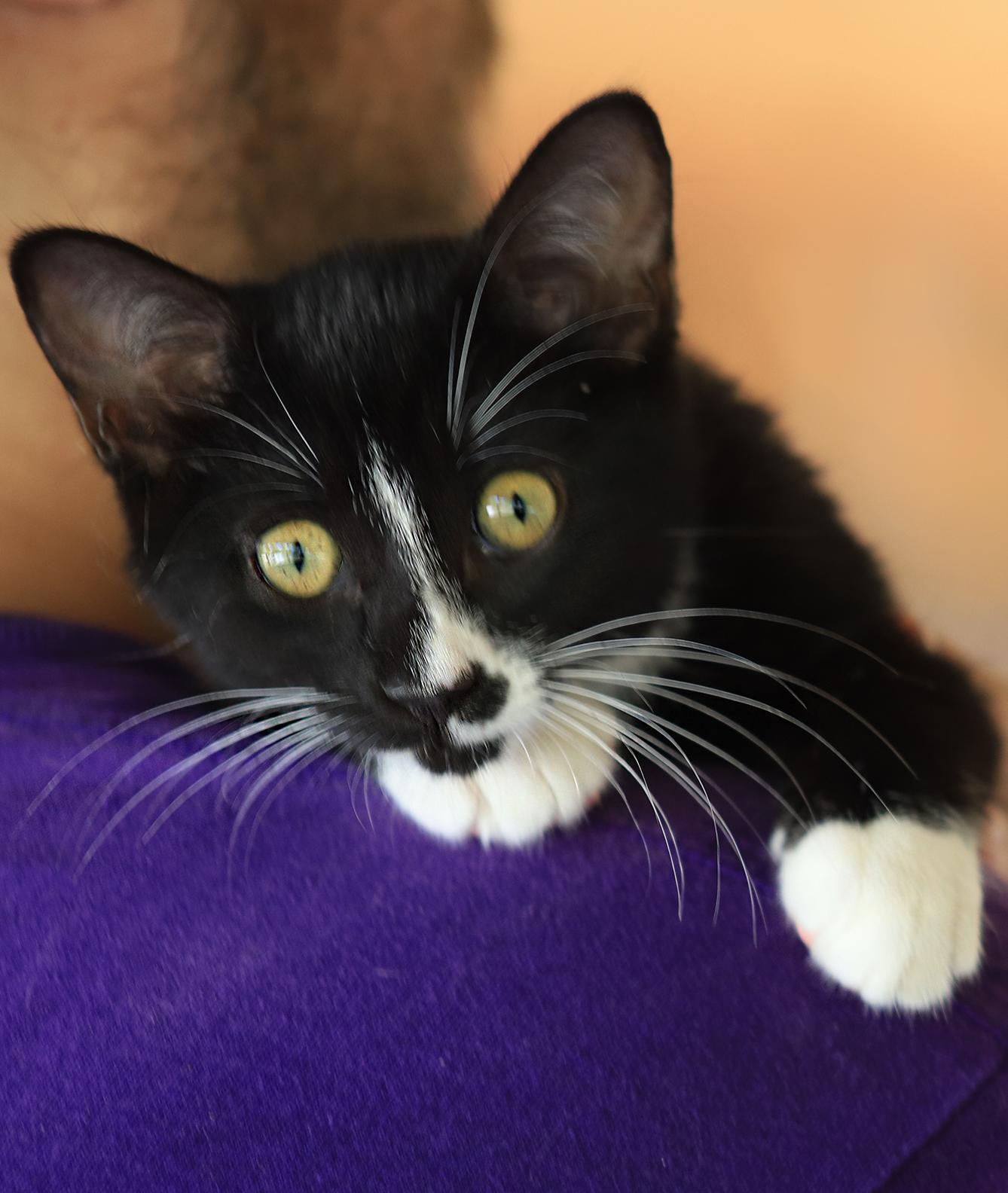 Ranger, an adopted Domestic Short Hair in North Fort Myers, FL image 1/2
