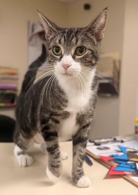 Enlarge Mocha, a Adoptable mixed breed in Ladysmith, WI image 1/1