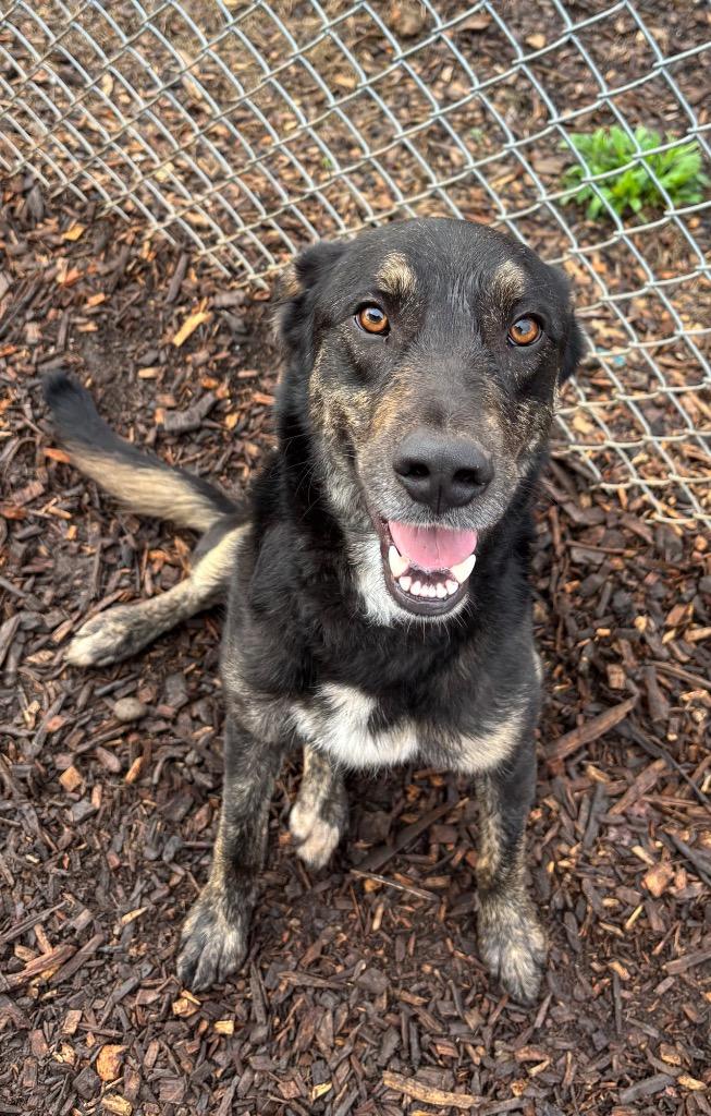 Nick, Adoptable, Young Male Shepherd & Terrier.