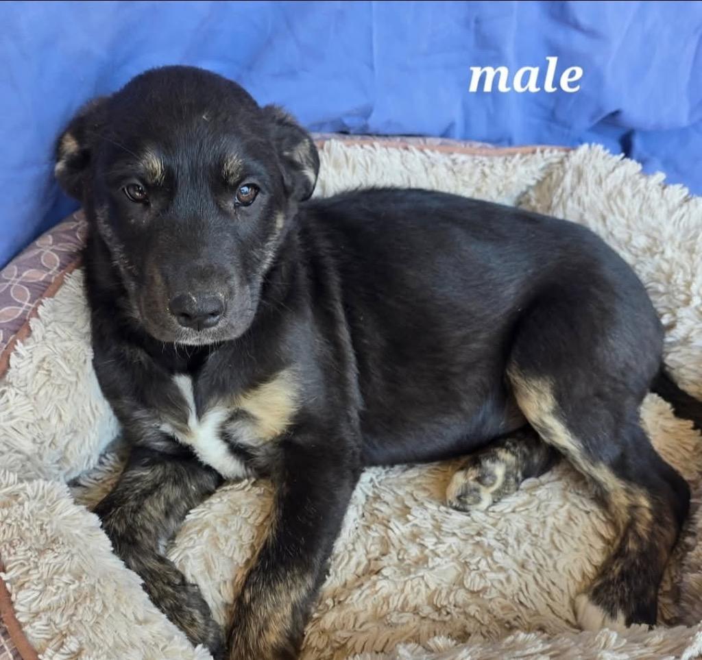 Enlarge Nick, a Adoptable mixed breed in Greeneville, TN image 1/4