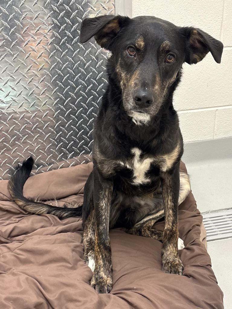 Nick, Adoptable, Young Male Shepherd & Terrier.