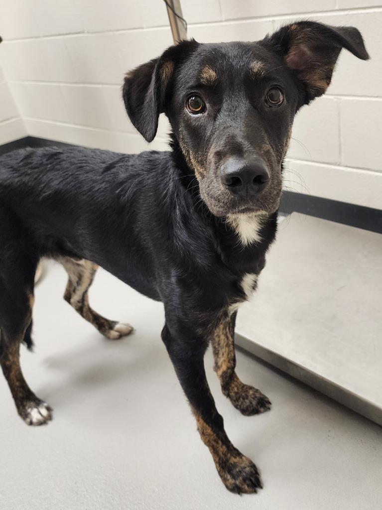 Enlarge Nick, a Adoptable mixed breed in Greeneville, TN image 1/2