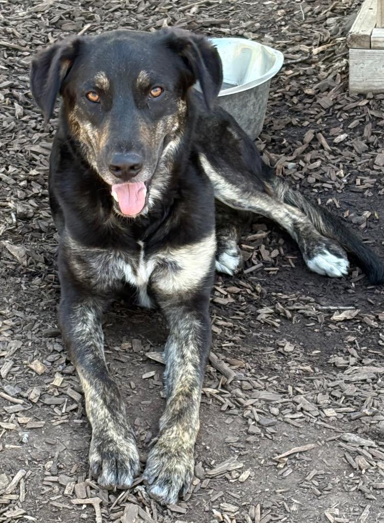 Enlarge Nick, a Adoptable mixed breed in Greeneville, TN image 4/4