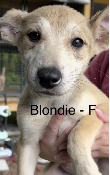 Blondie, adoptable, Puppy Female Labrador Retriever & Shepherd.