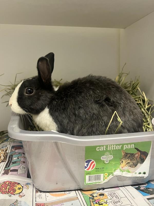 Dust Bunny (ID 50132/533), adoptable, Adult Female Bunny Rabbit.