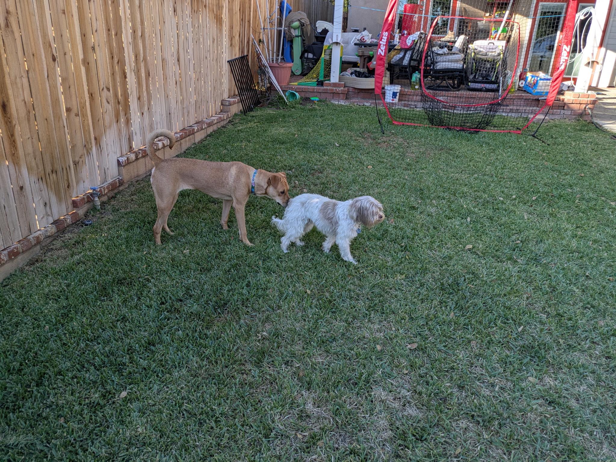 Enlarge Chansey, an adopted mixed breed in Sierra Madre, CA image 4/5