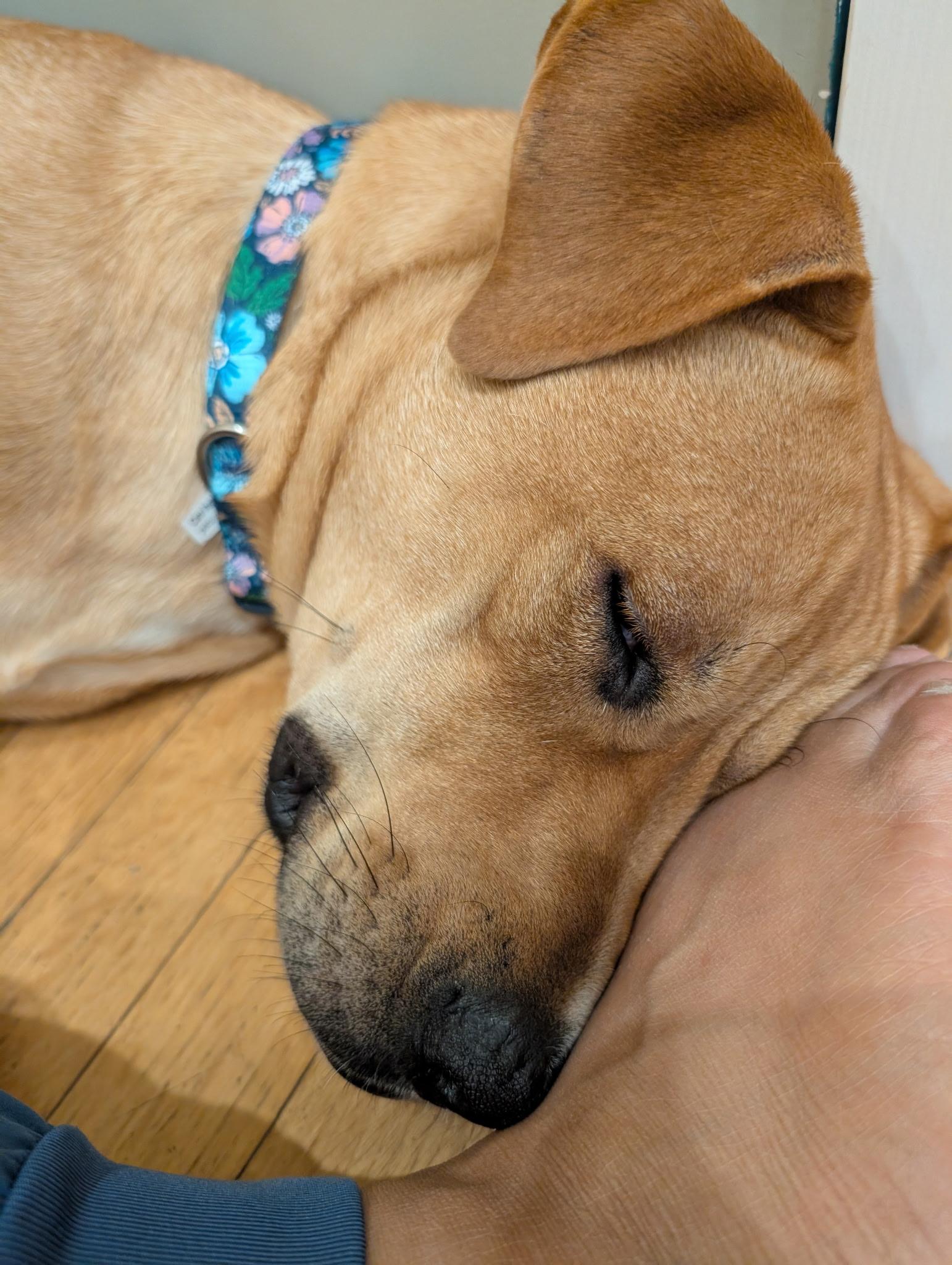 Chansey, adopted, Puppy Female Labrador Retriever & German Shepherd Dog.