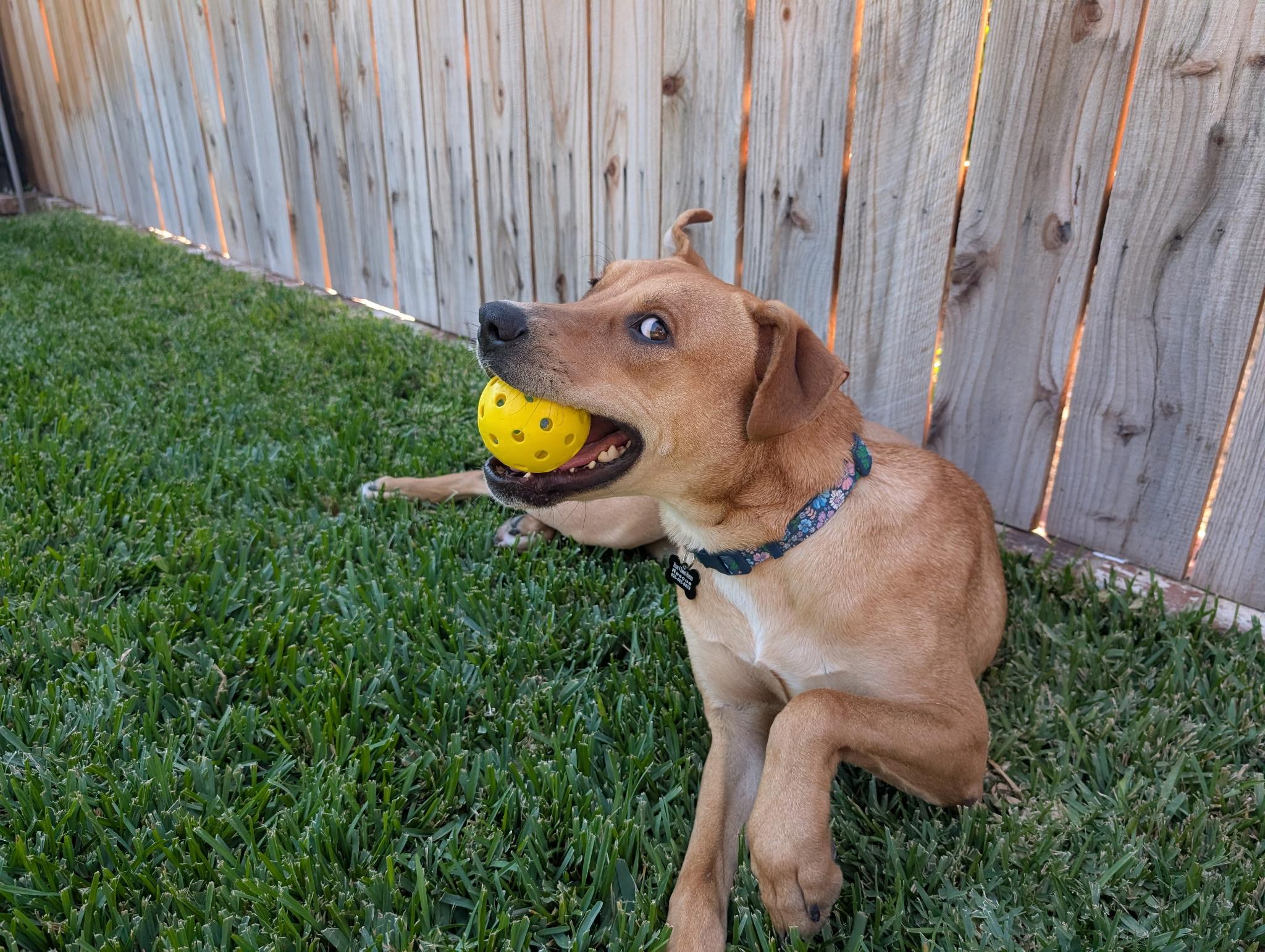 Enlarge Chansey, an adopted mixed breed in Sierra Madre, CA image 2/5