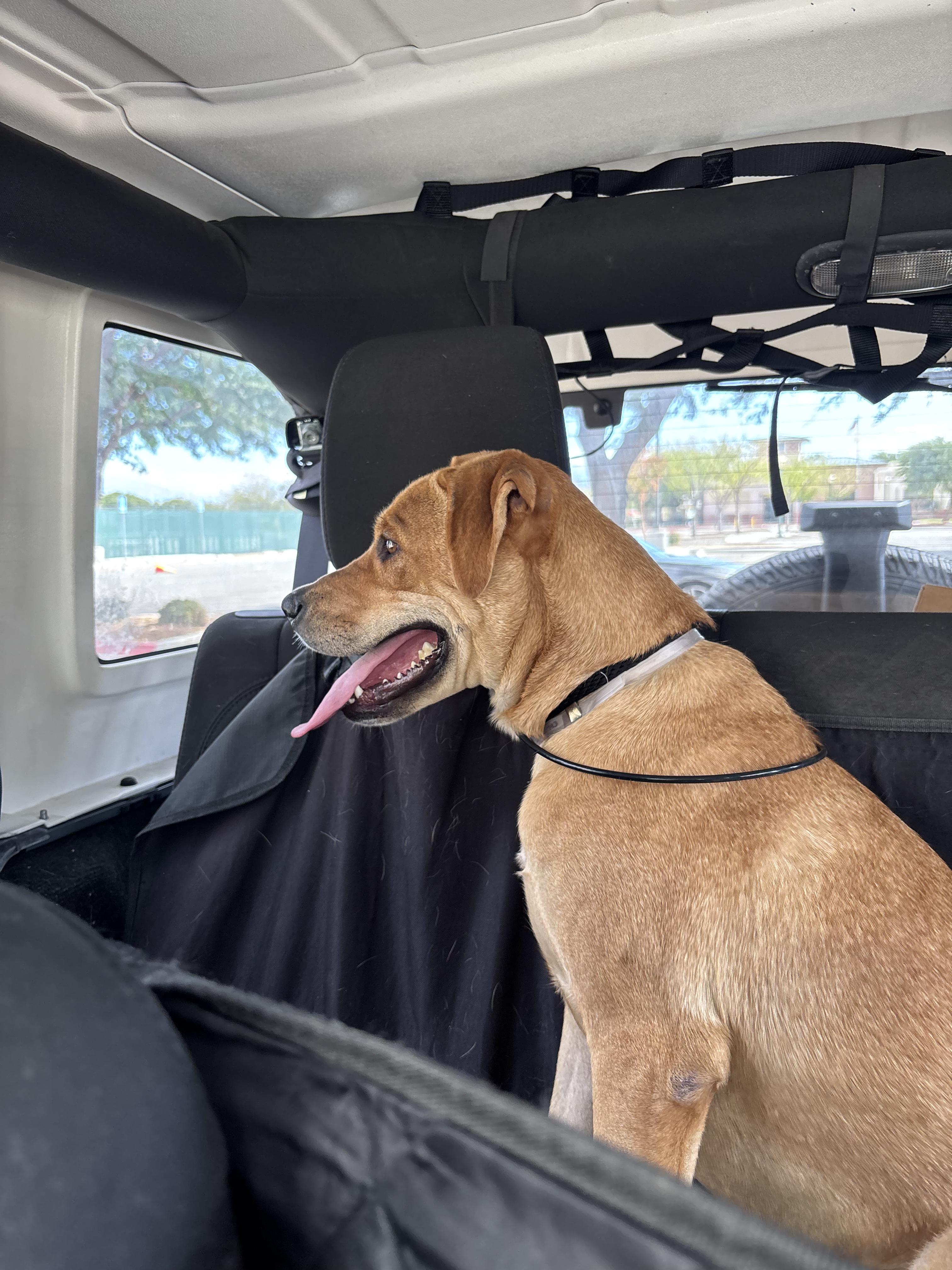 Enlarge Chansey, an adopted mixed breed in Sierra Madre, CA image 5/5
