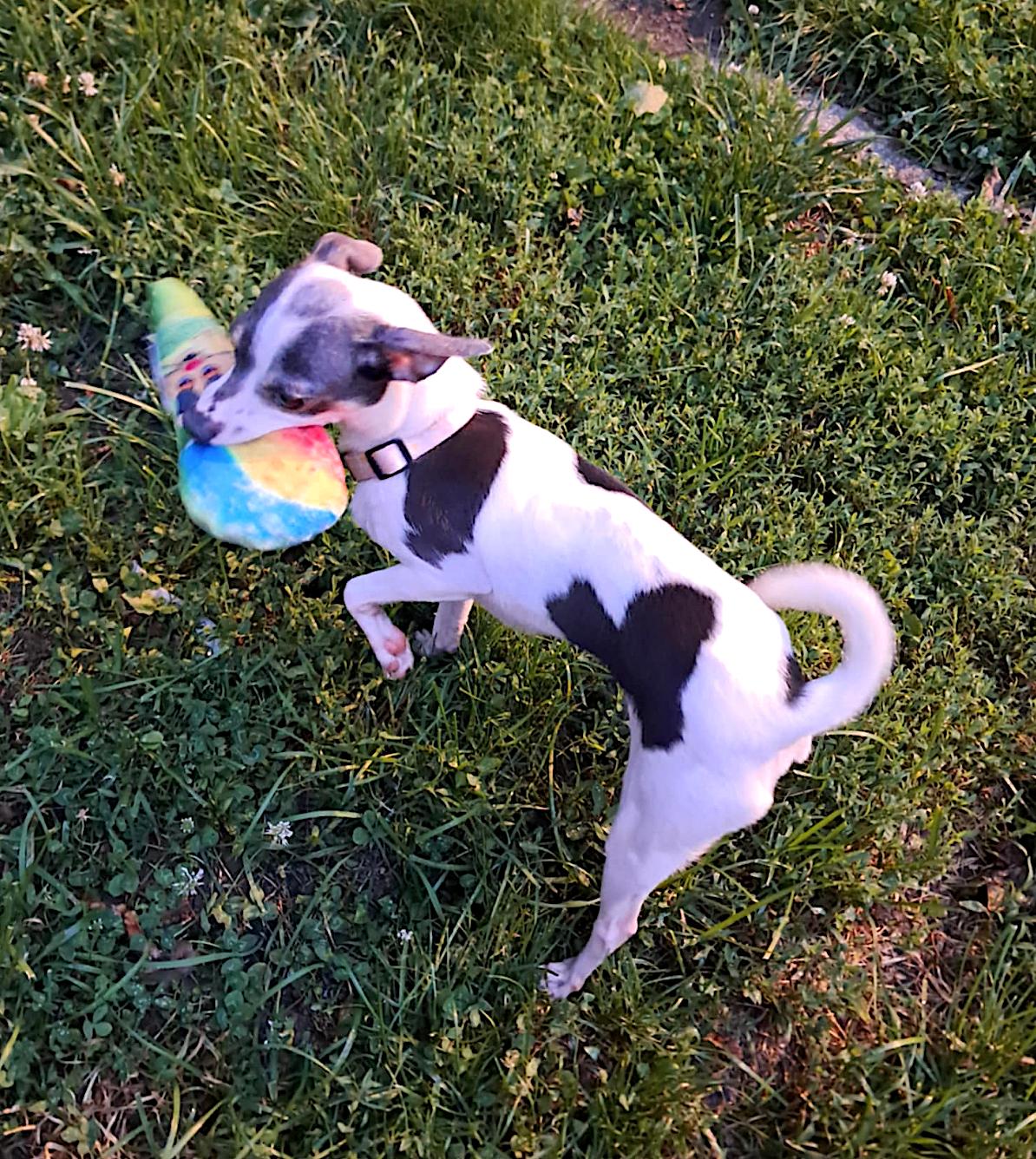 Nani, Young Female Chihuahua