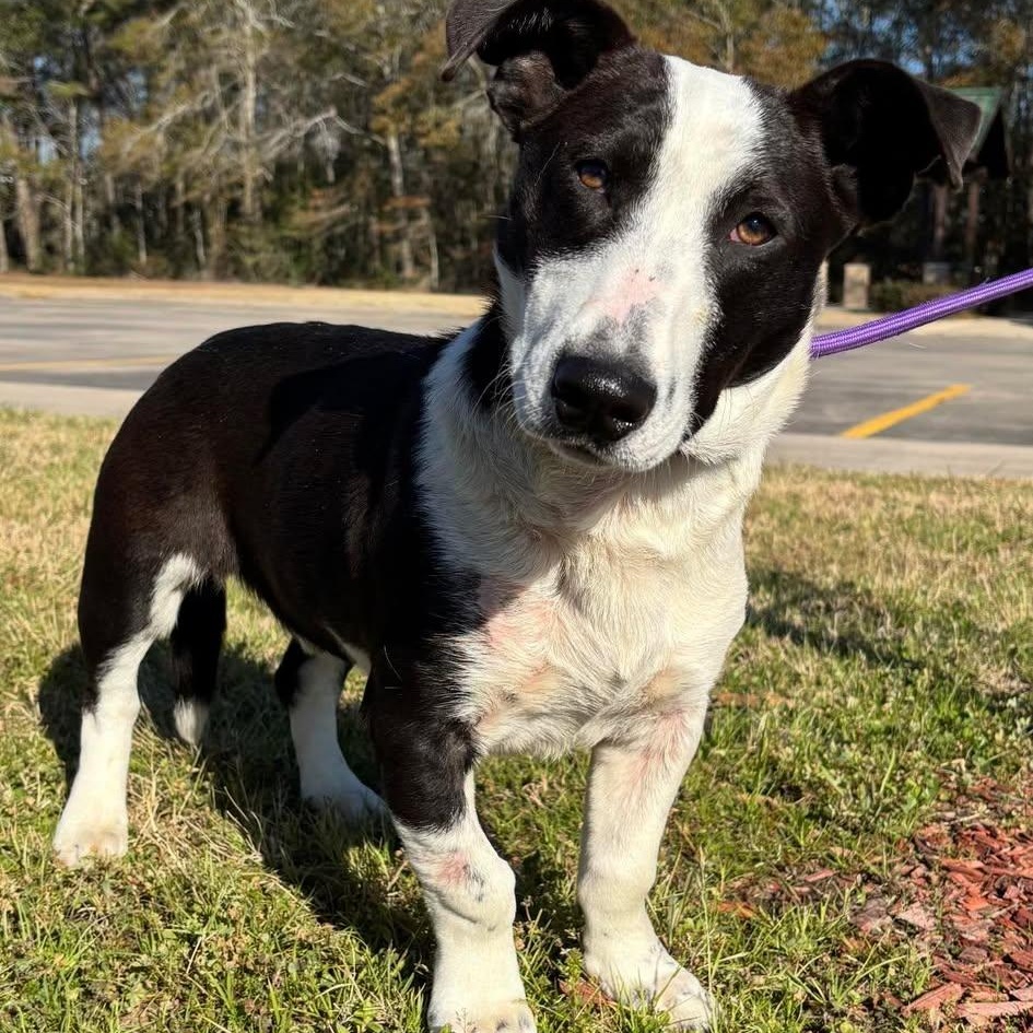 Enlarge Ollie, a Adoptable mixed breed in Baltimore, MD image 3/5