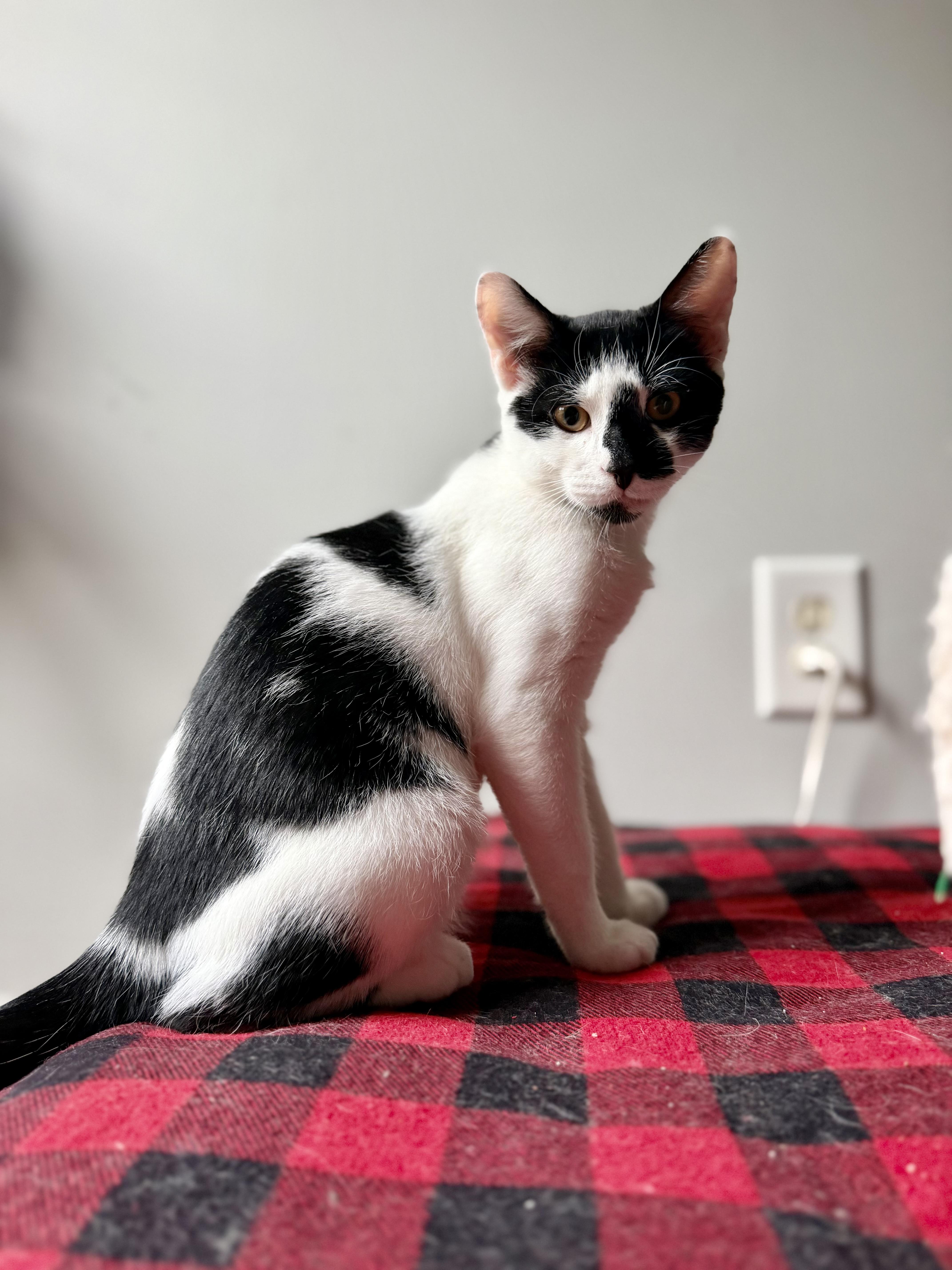 Enlarge Moose, a Adopted Domestic Short Hair in Bellmawr, NJ image 3/3