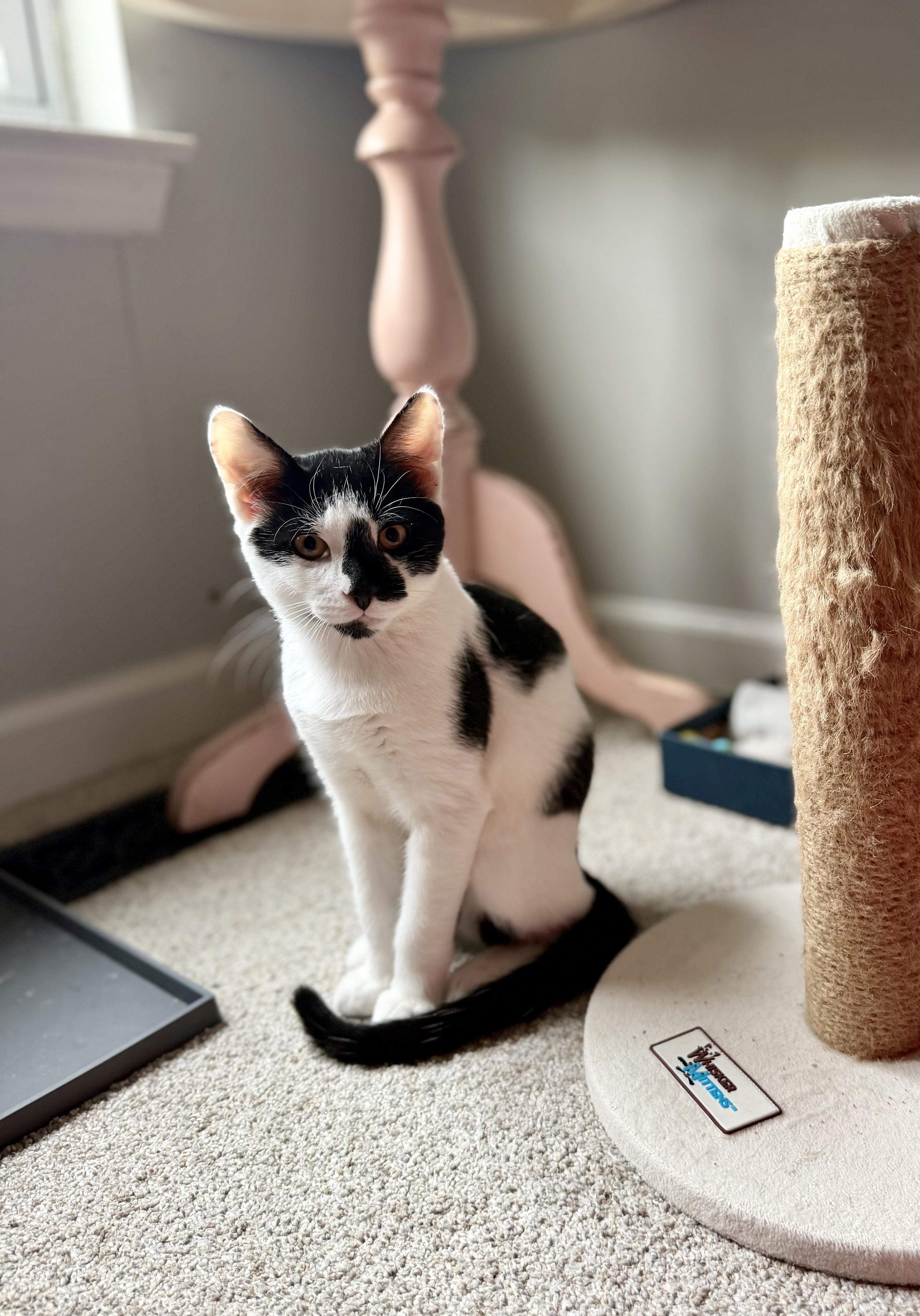 Moose, Adopted, Young Male Domestic Short Hair.