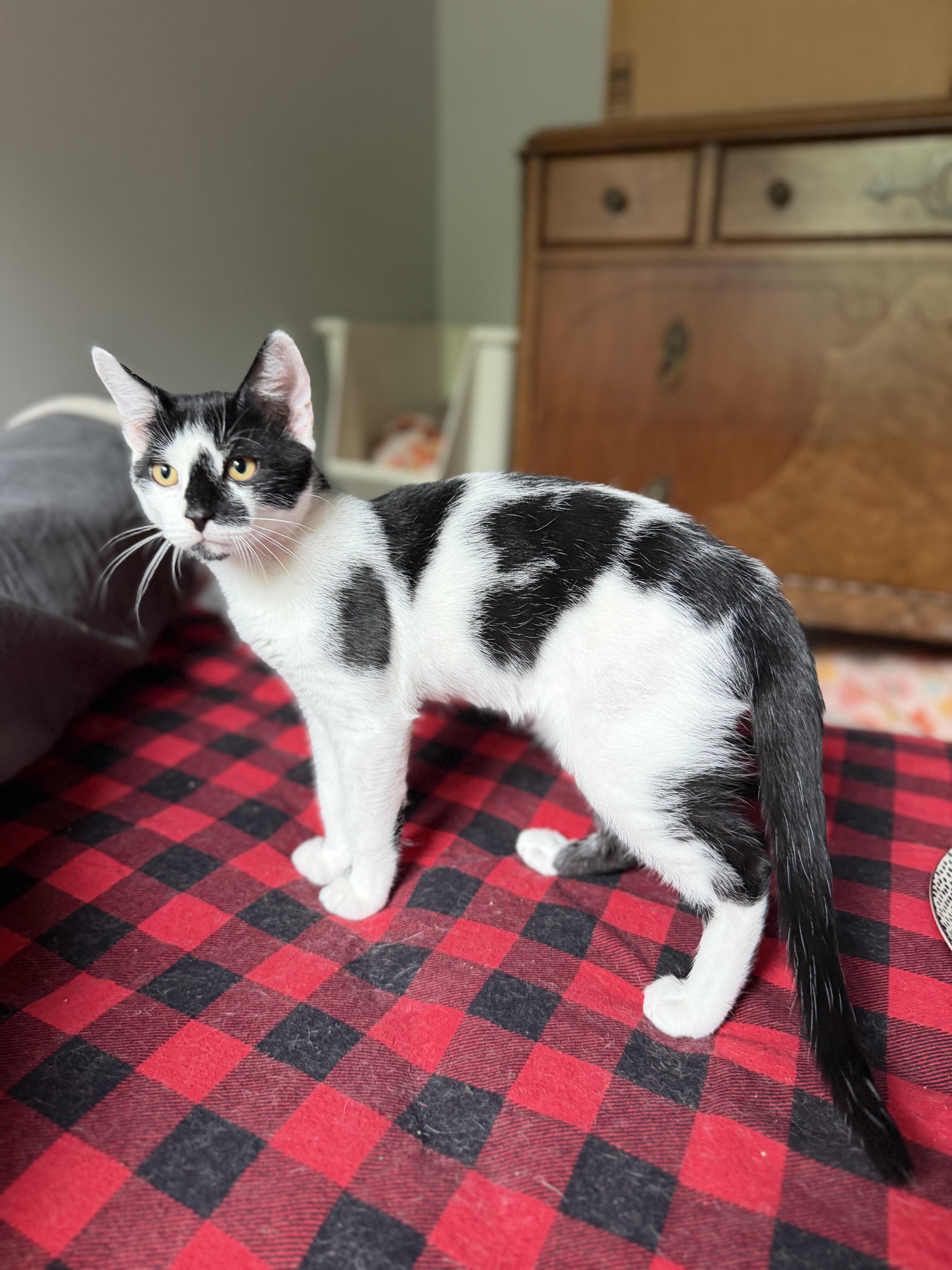 Enlarge Moose, a Adopted Domestic Short Hair in Bellmawr, NJ image 2/3