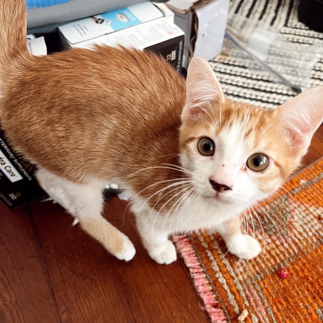 Enlarge BEETLE, a Adoptable Domestic Short Hair in San Antonio, TX image 1/4