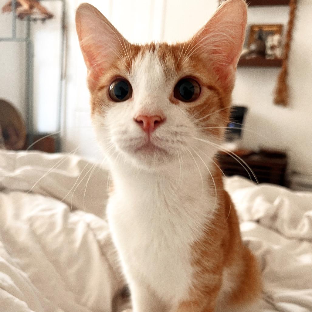 Enlarge BEETLE, a Adoptable Domestic Short Hair in San Antonio, TX image 3/4