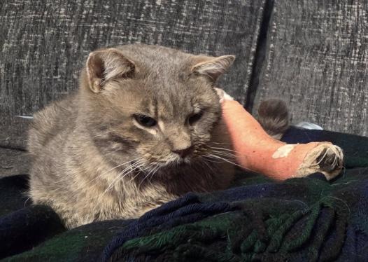 Enlarge Victor, a Adoptable Domestic Short Hair in Clymer, PA image 1/1