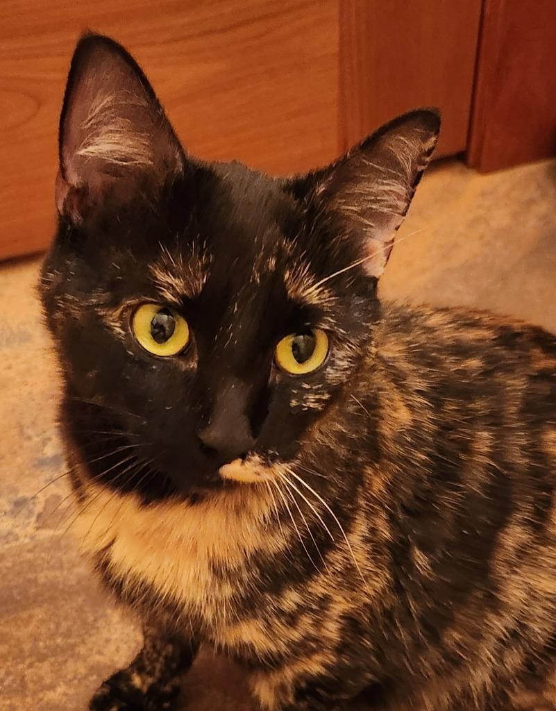 Cookie, Adoptable, Adult Female Domestic Short Hair.