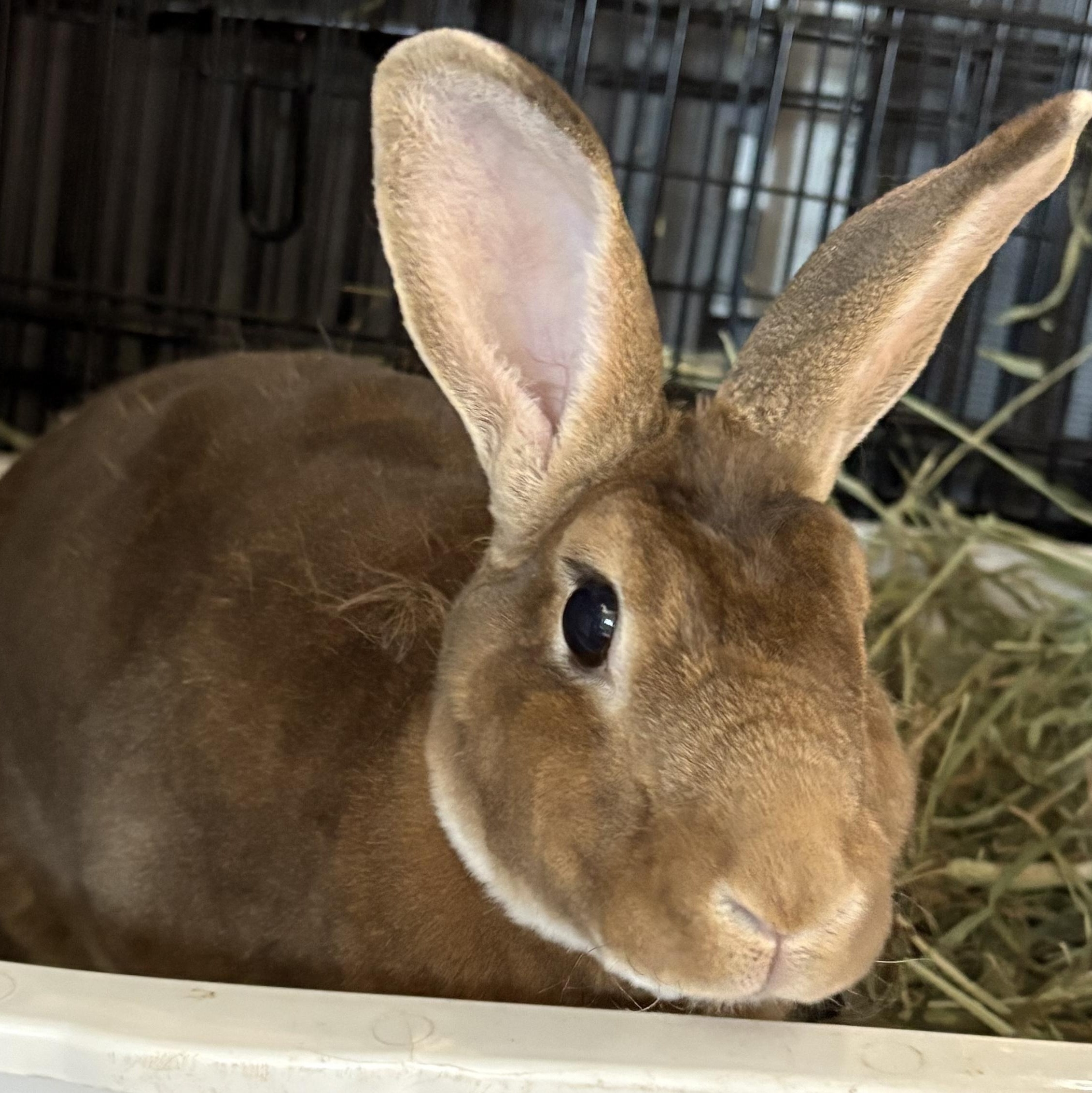 Enlarge TJ, an adopted Rex in Howell, NJ image 2/2